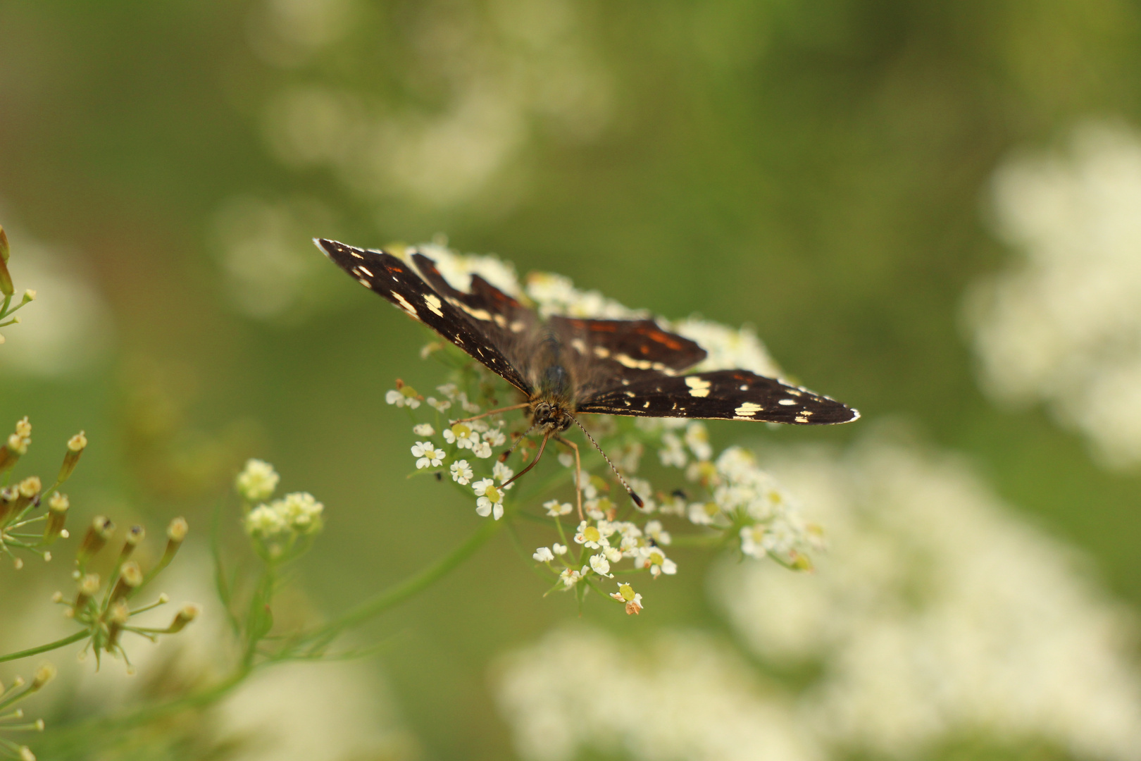 schmetterling