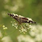 schmetterling