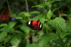 Schmetterling