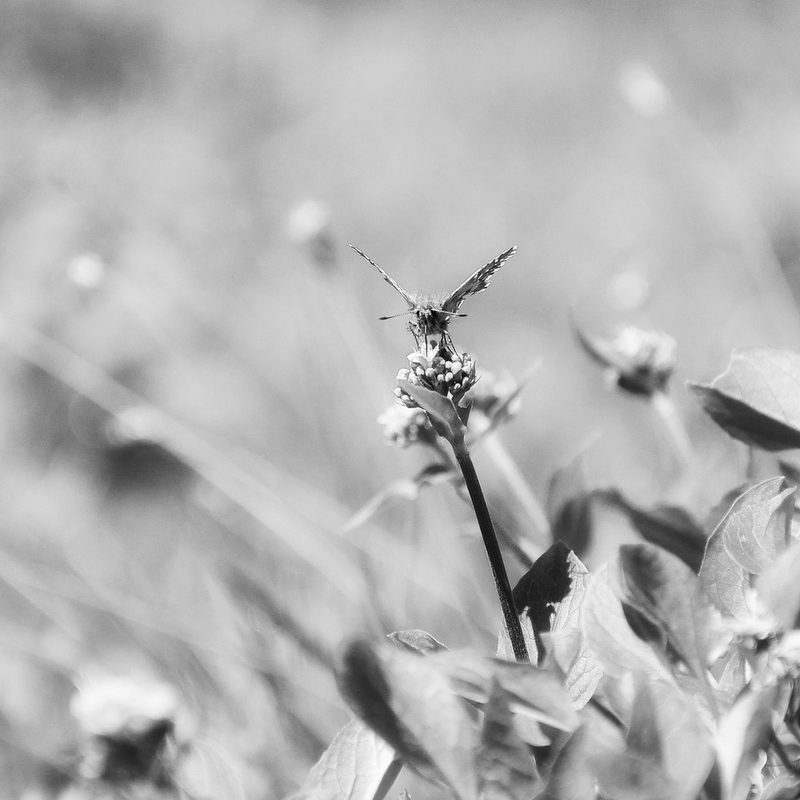 Schmetterling