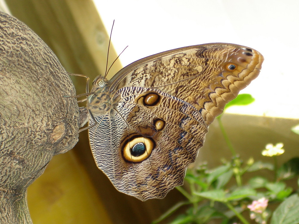 Schmetterling