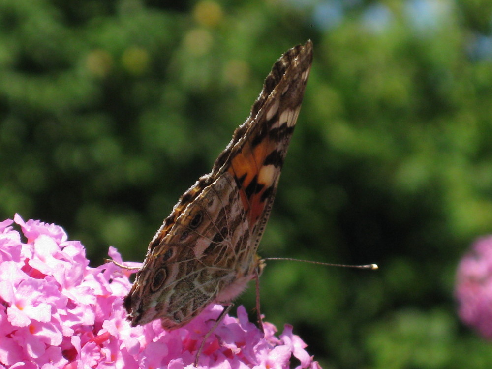 Schmetterling