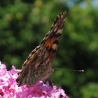 Schmetterling