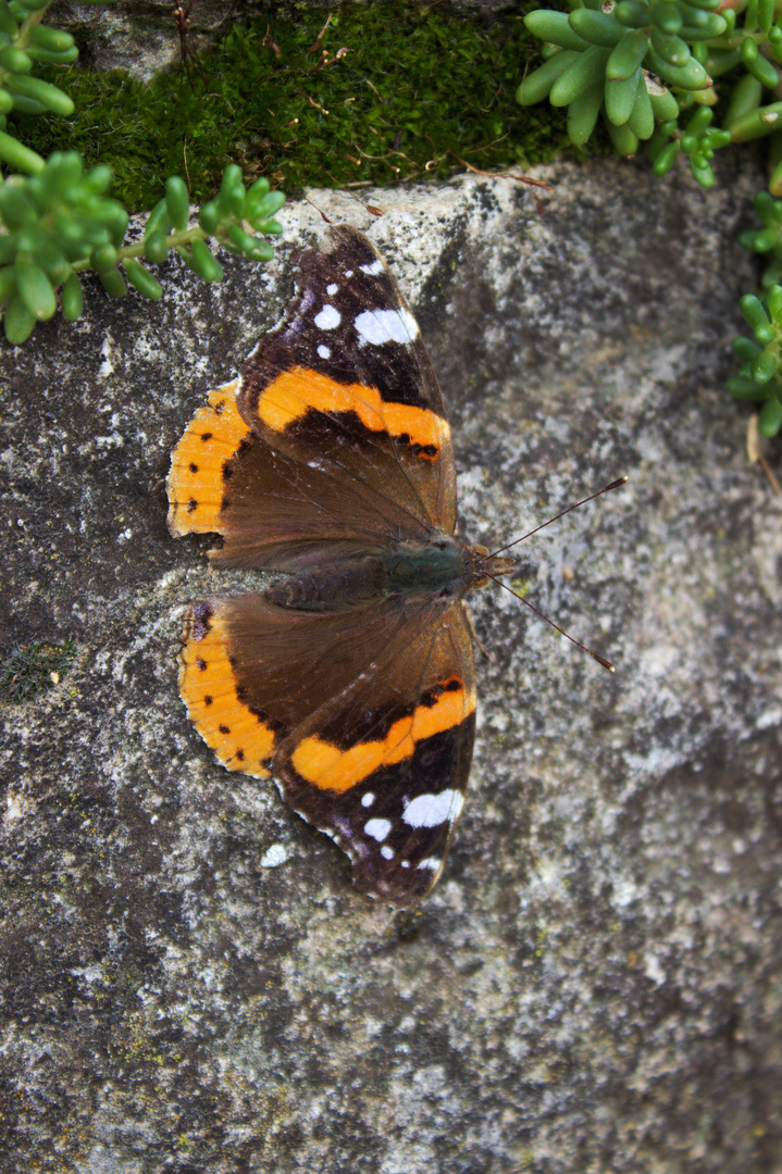 Schmetterling