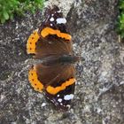 Schmetterling