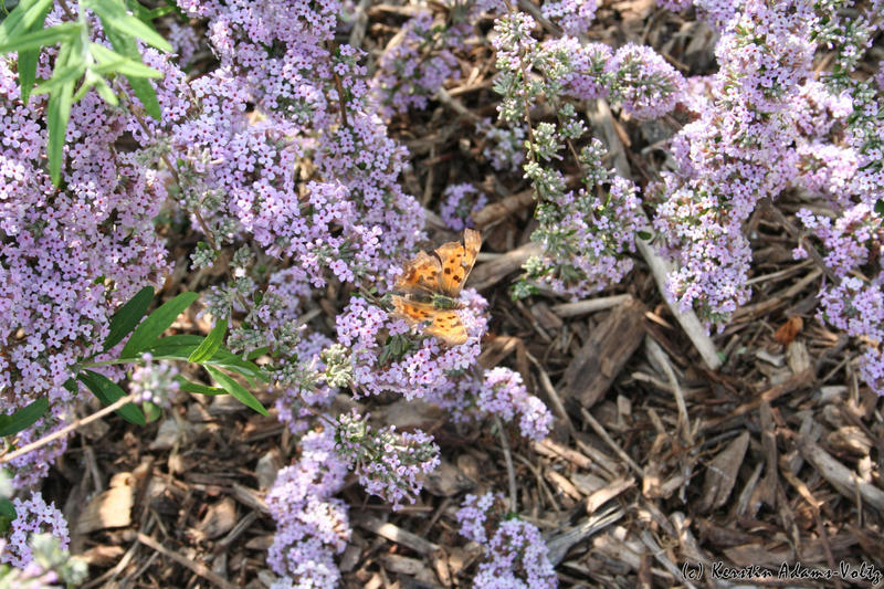 Schmetterling