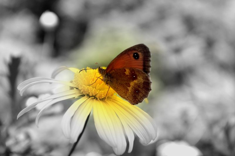 Schmetterling