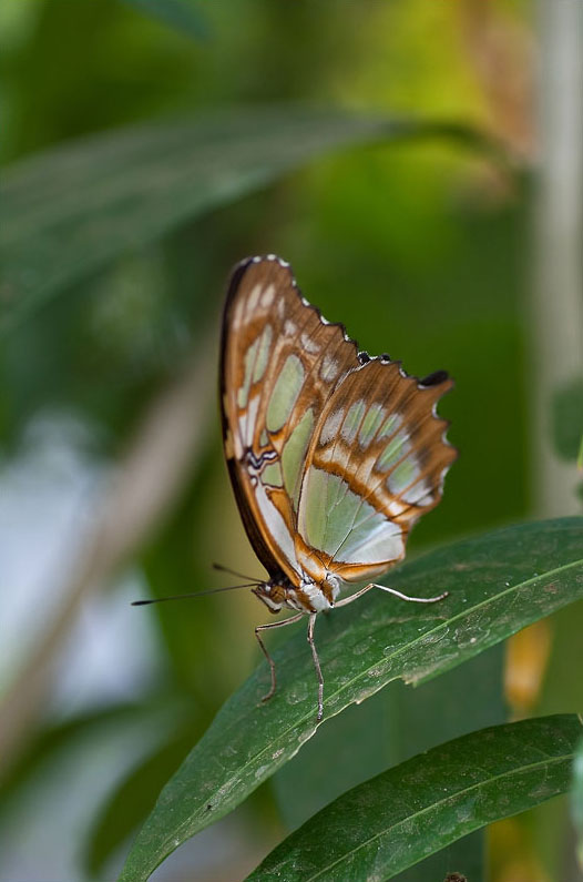 Schmetterling