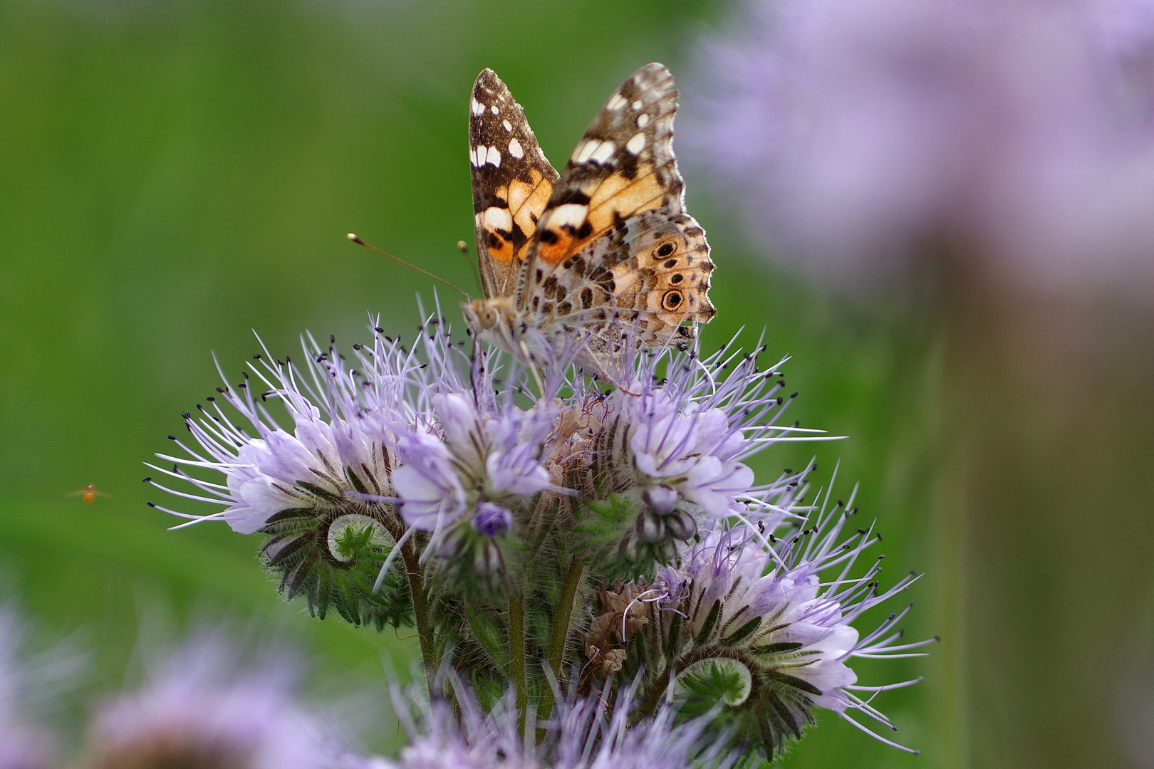 Schmetterling