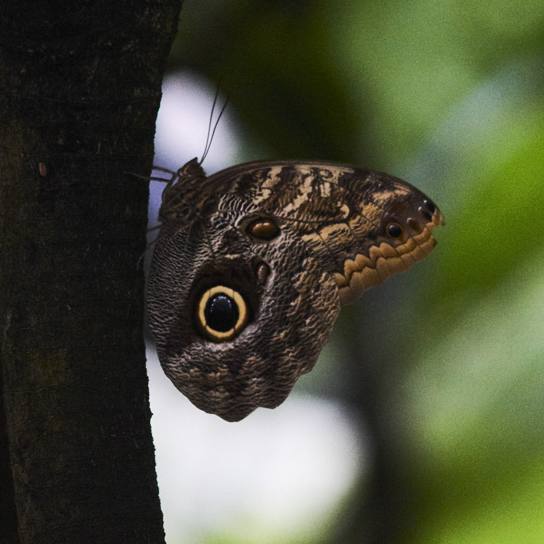 Schmetterling