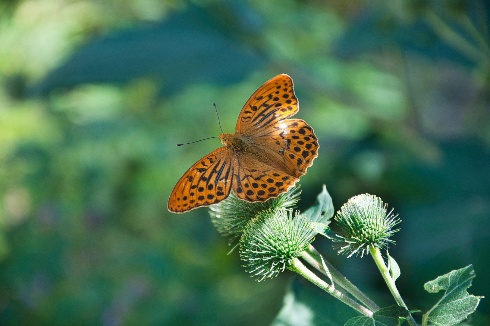 Schmetterling