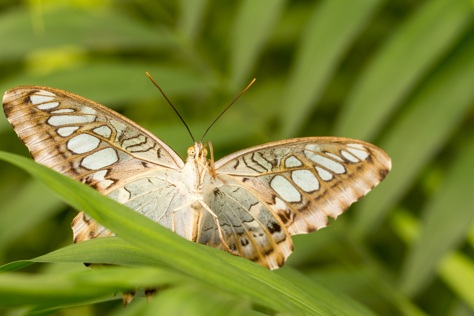 Schmetterling