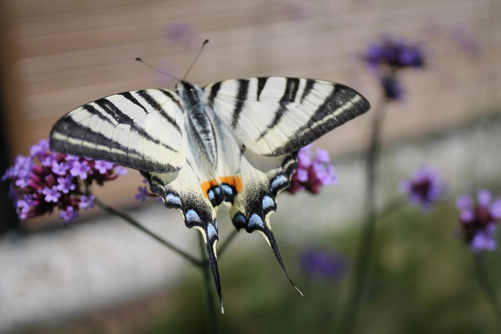 Schmetterling