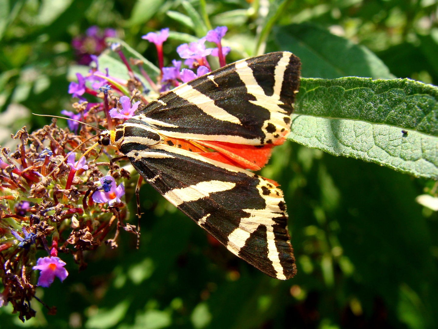 Schmetterling