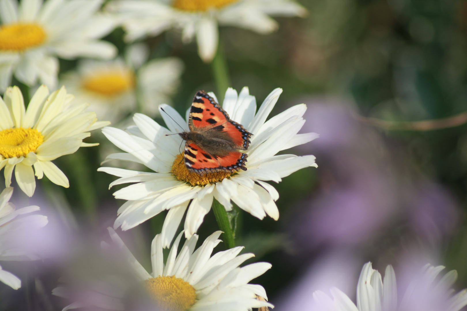 Schmetterling