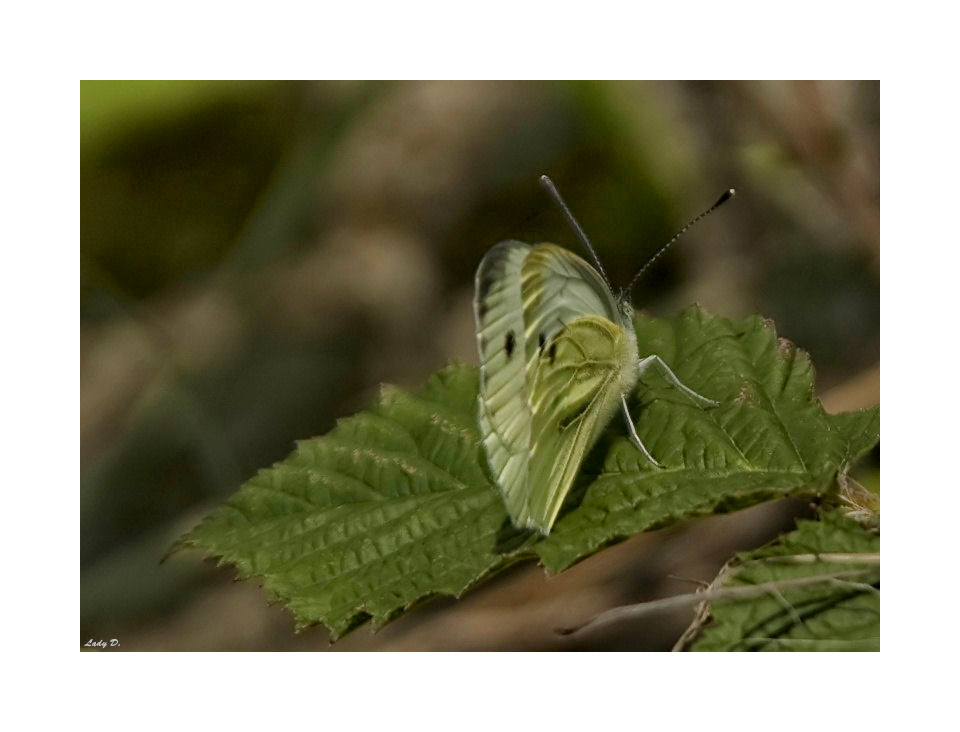 Schmetterling