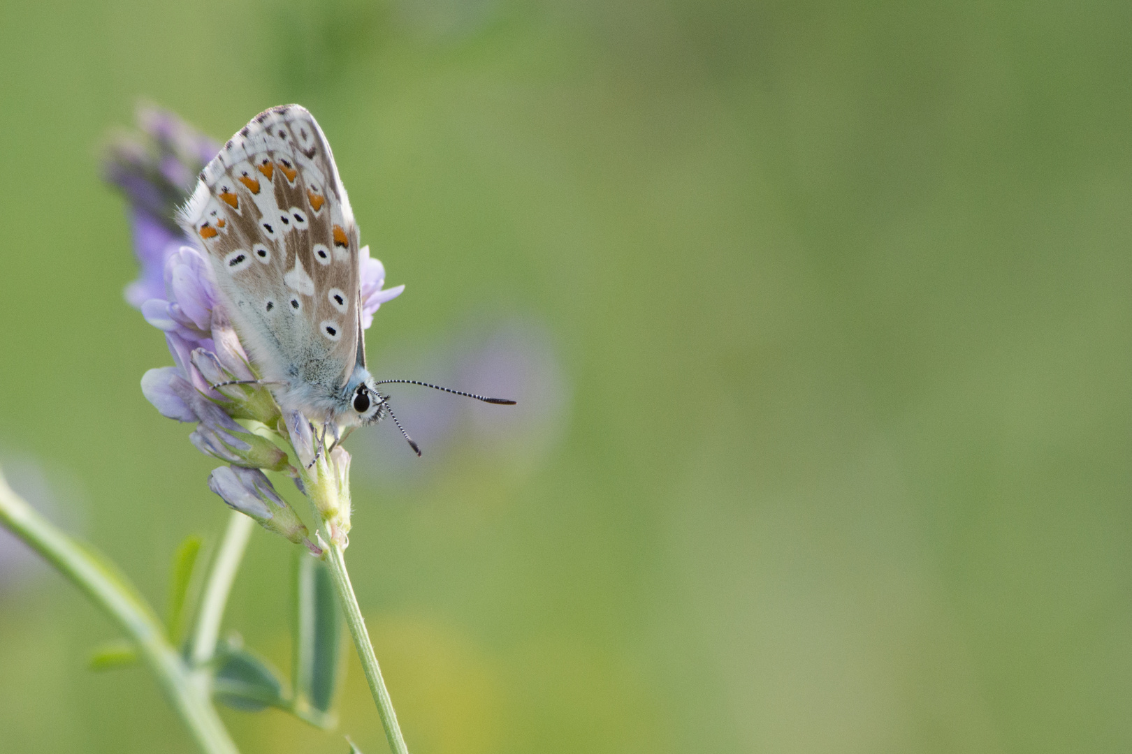 Schmetterling