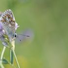 Schmetterling