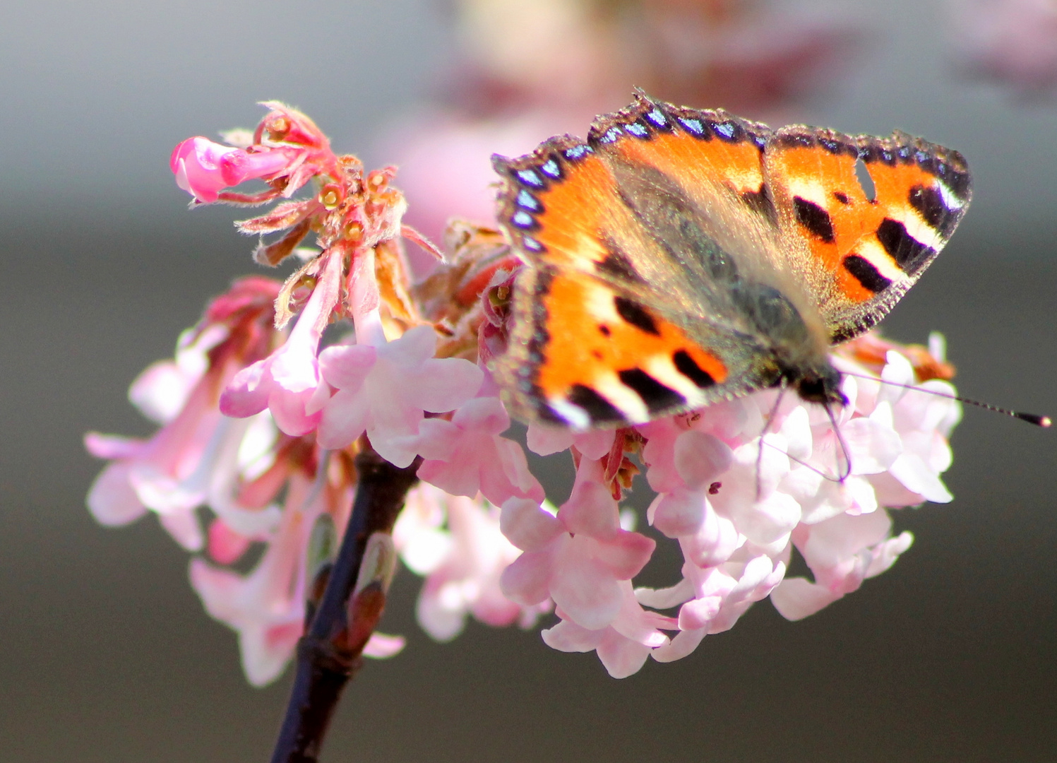 Schmetterling