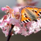 Schmetterling