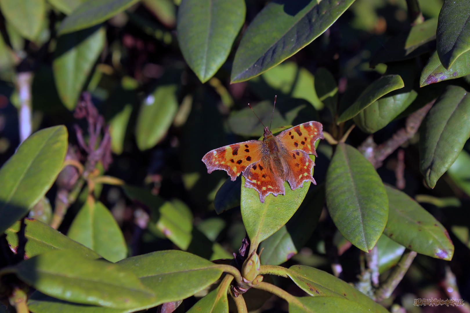 Schmetterling