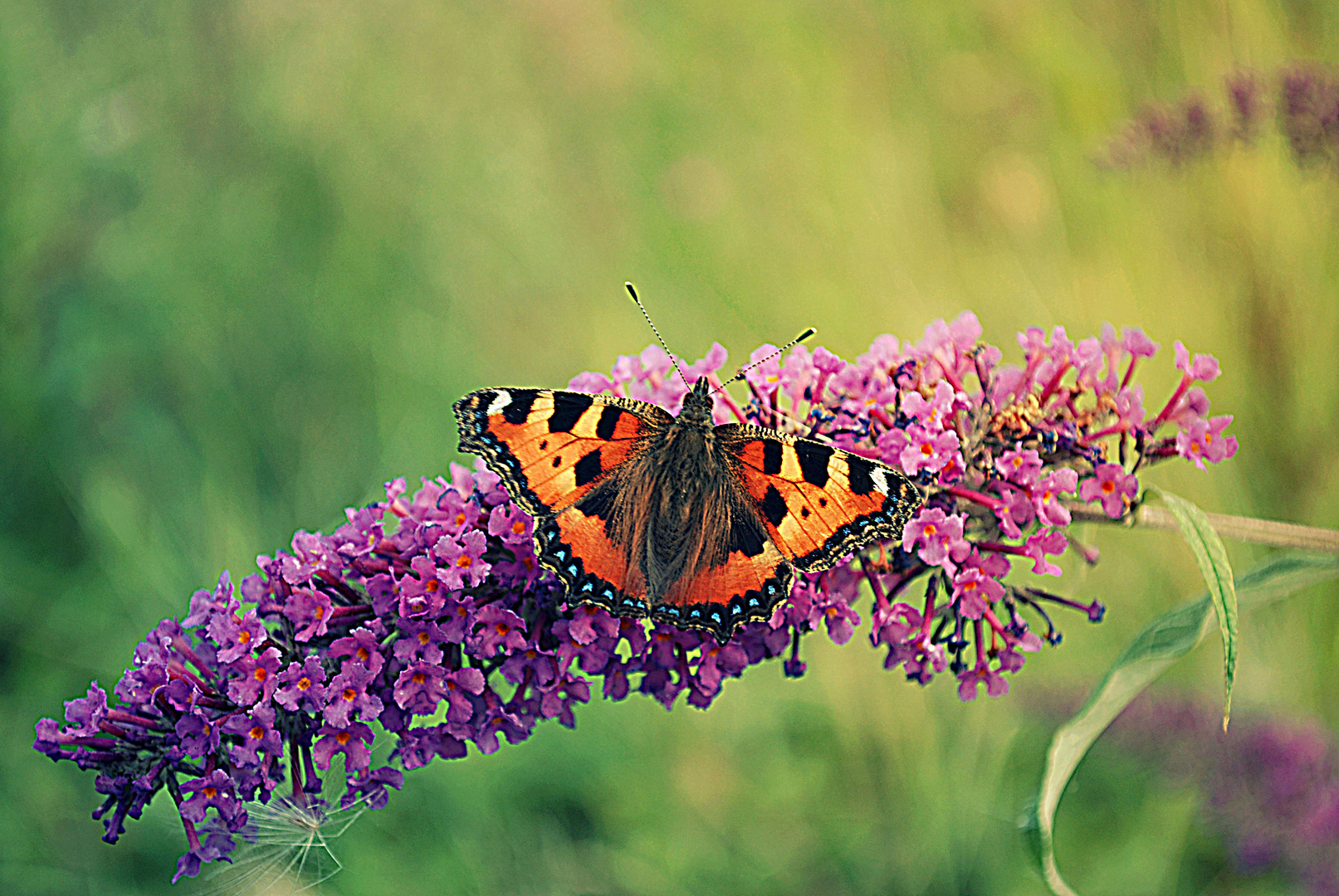 Schmetterling