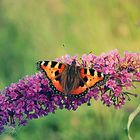 Schmetterling