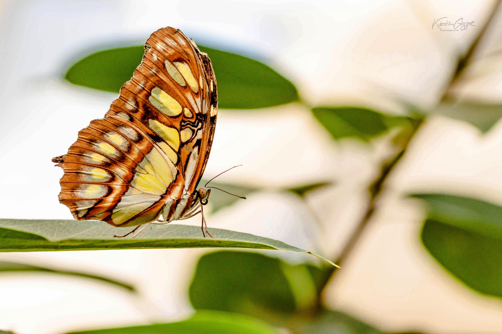 schmetterling