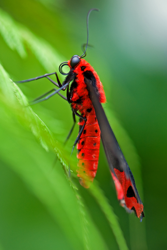 Schmetterling