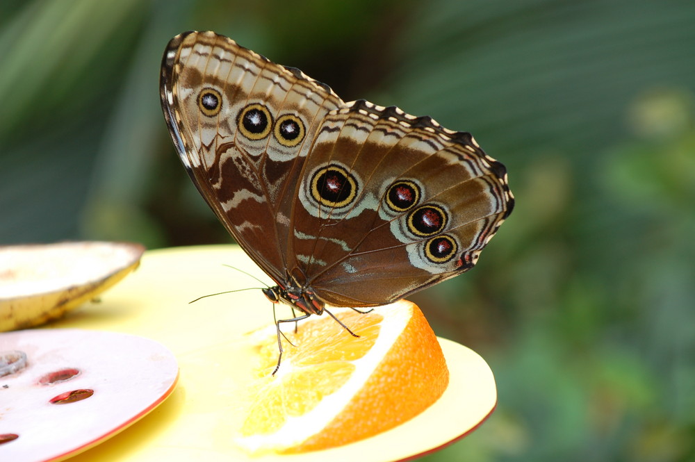 Schmetterling