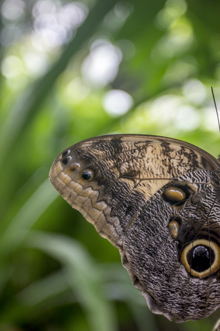 Schmetterling