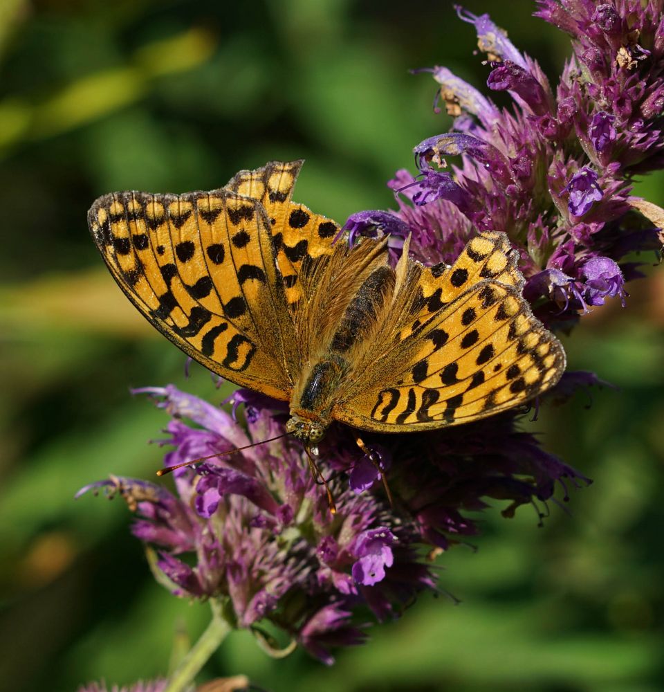 Schmetterling Foto & Bild | jahreszeiten, sommer, natur Bilder auf