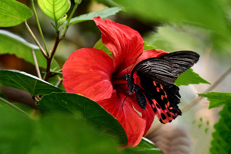 Schmetterling