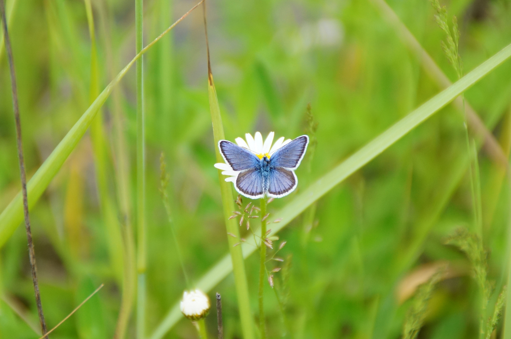 Schmetterling