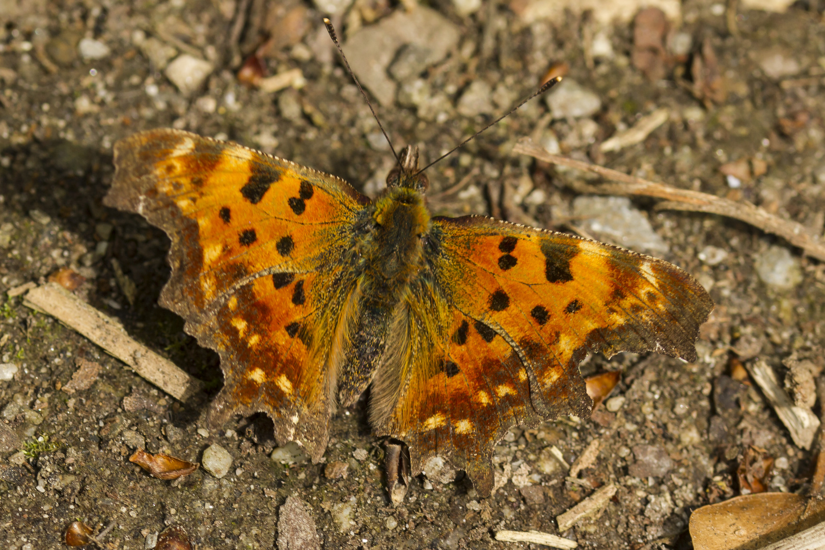 Schmetterling