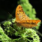 Schmetterling