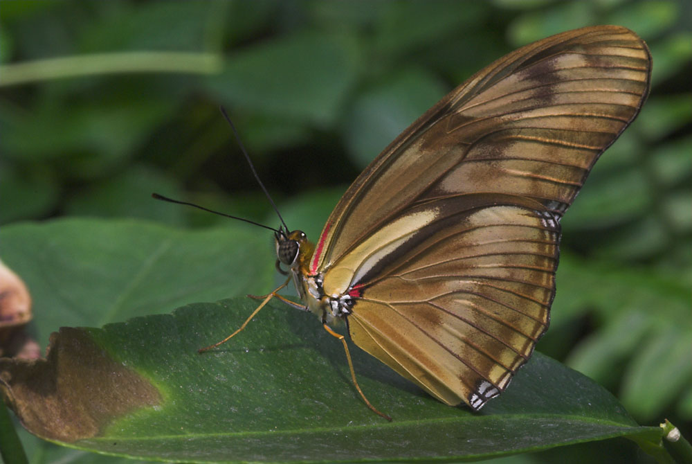 Schmetterling