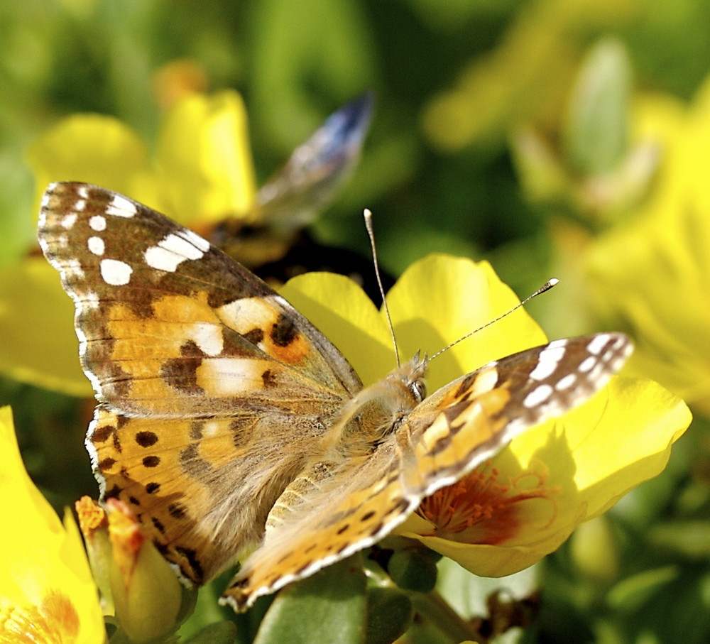 Schmetterling