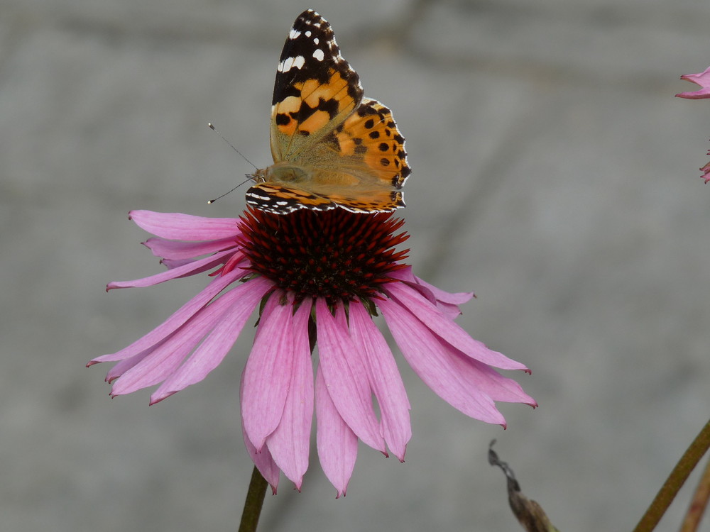 Schmetterling