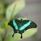 Schmetterling