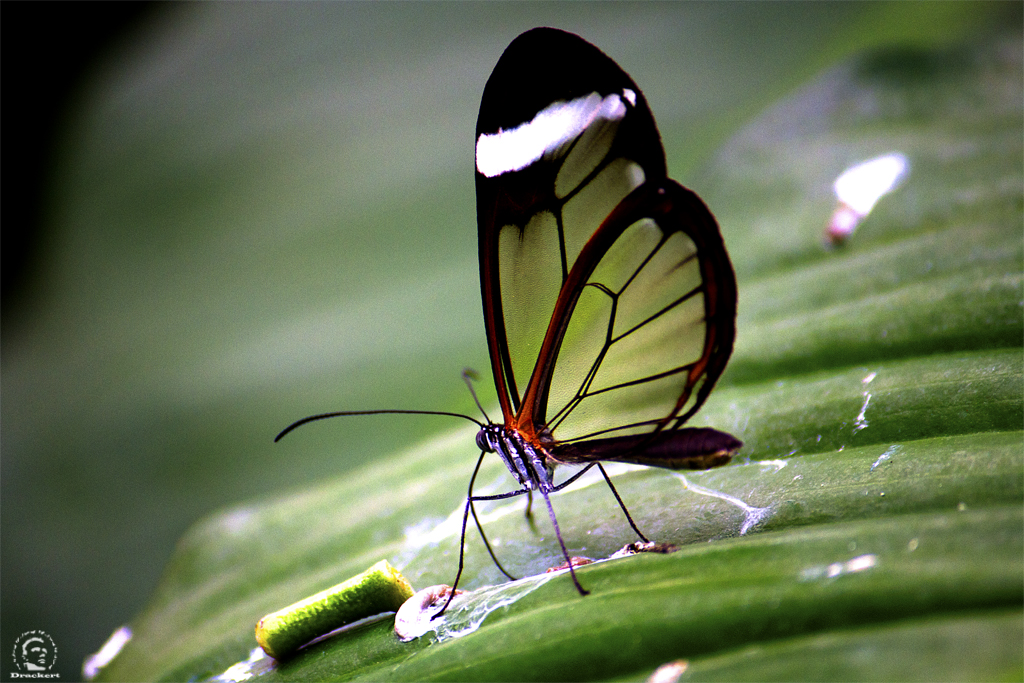 Schmetterling