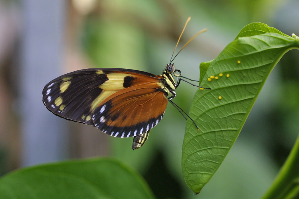 Schmetterling