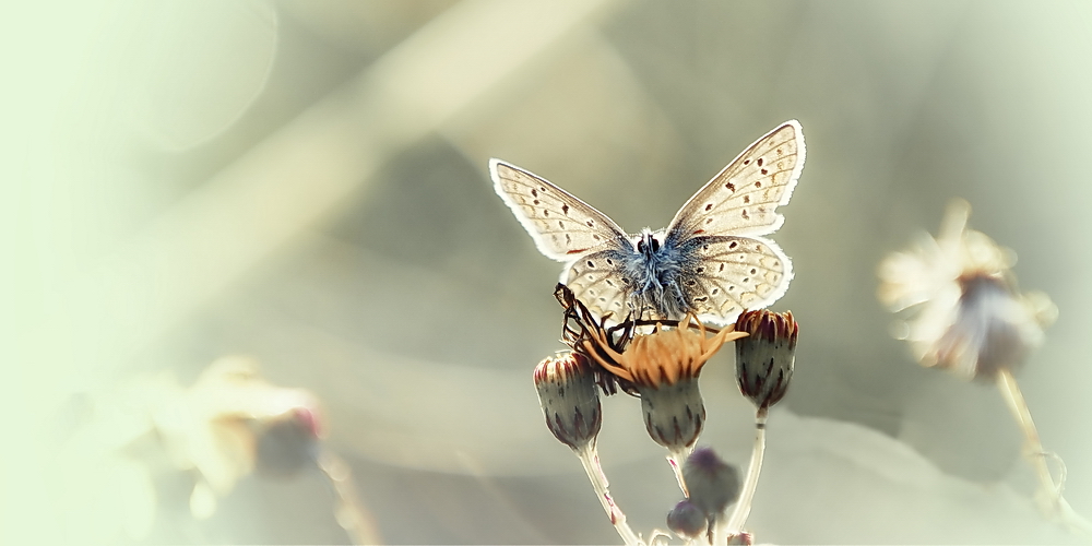 Schmetterling