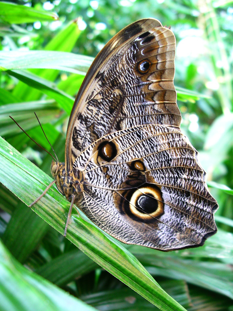 Schmetterling