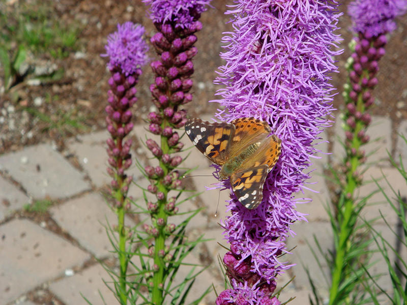 Schmetterling