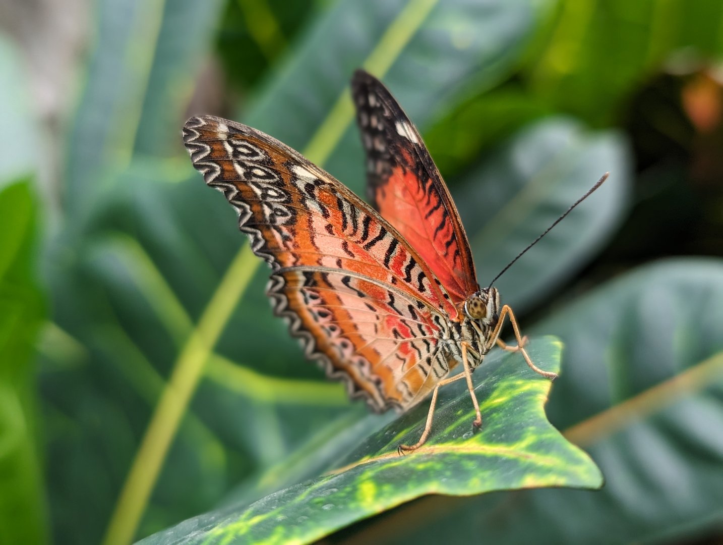 Schmetterling