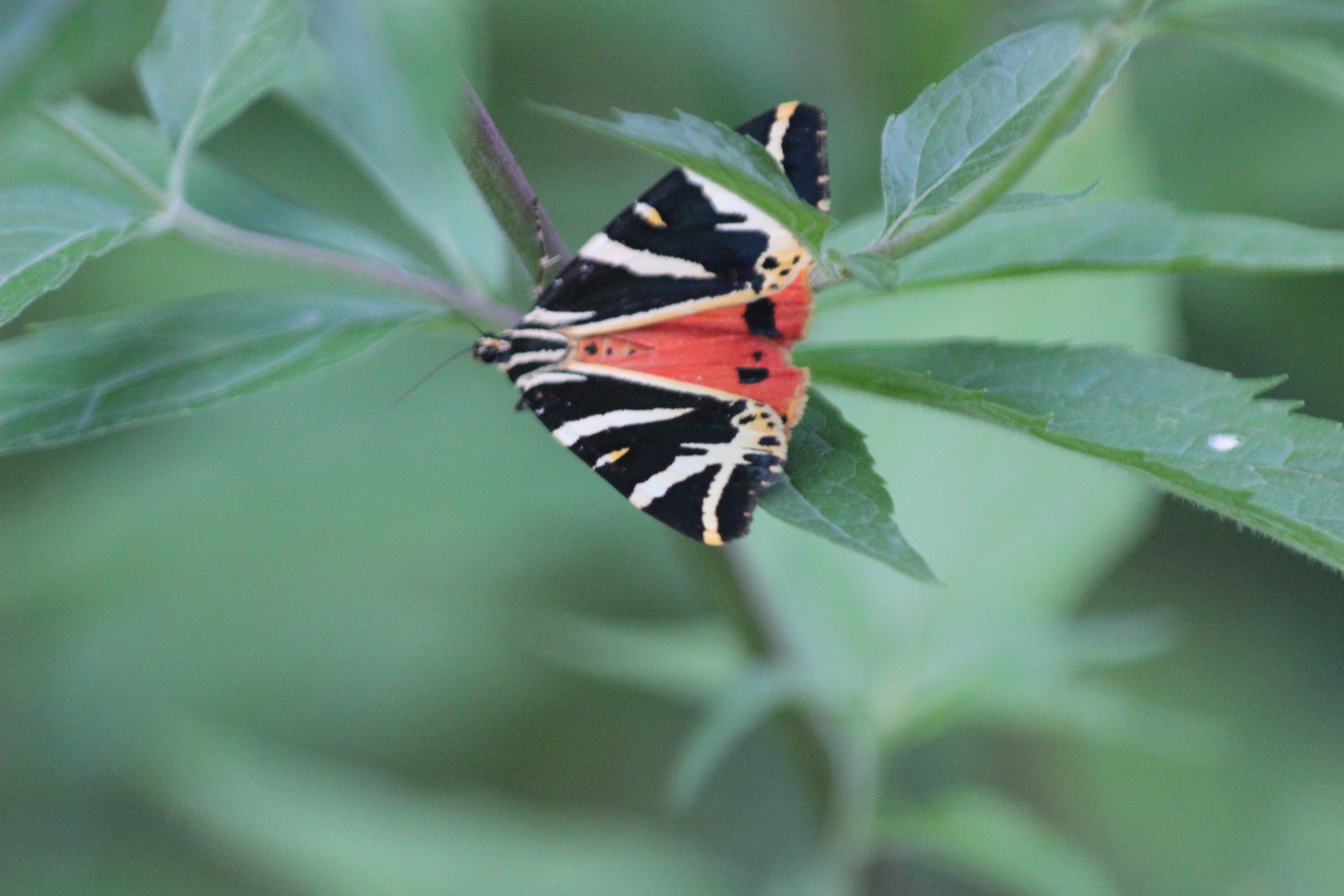 Schmetterling