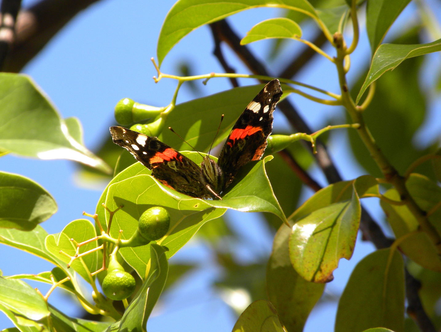 Schmetterling