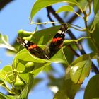 Schmetterling