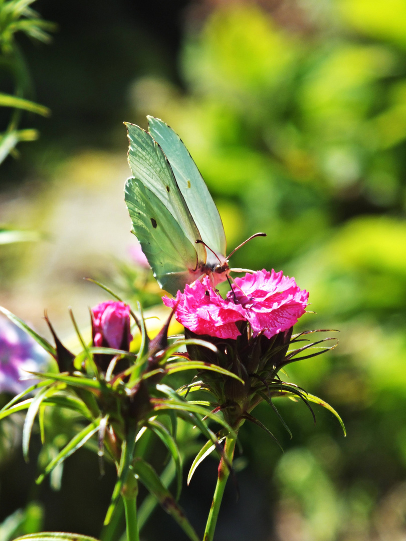 Schmetterling :)